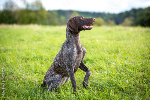 German smooth-haired legaway against the background of a green field