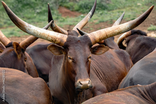 watusi cow with big horns