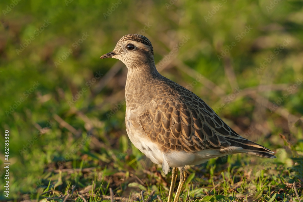 Eurasian Dotterel (Charadrius morinellus) perched on grass Eurasian Dotterel (Charadrius morinellus) perched on grass