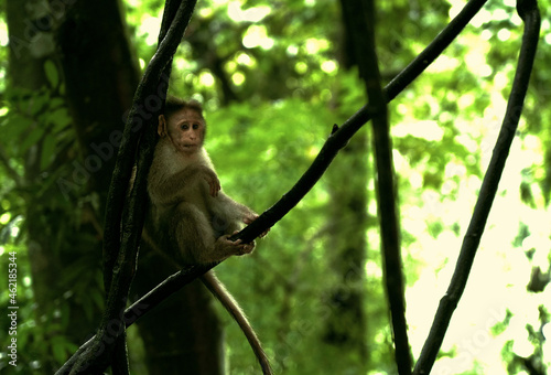 Photography monkey