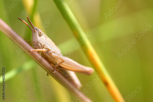 Bild auf Leinwand Closeup of a grasshopper in a garden