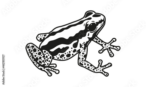 Fotografiet Amazon frog illustration, vector, hand drawn, isolated on light background