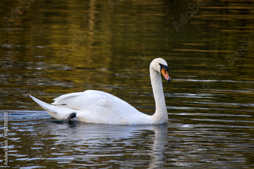 Swan floating on the water at sunrise. Beautiful reflections on water. Tranquil lake water. Sunny autumn day in a park. 