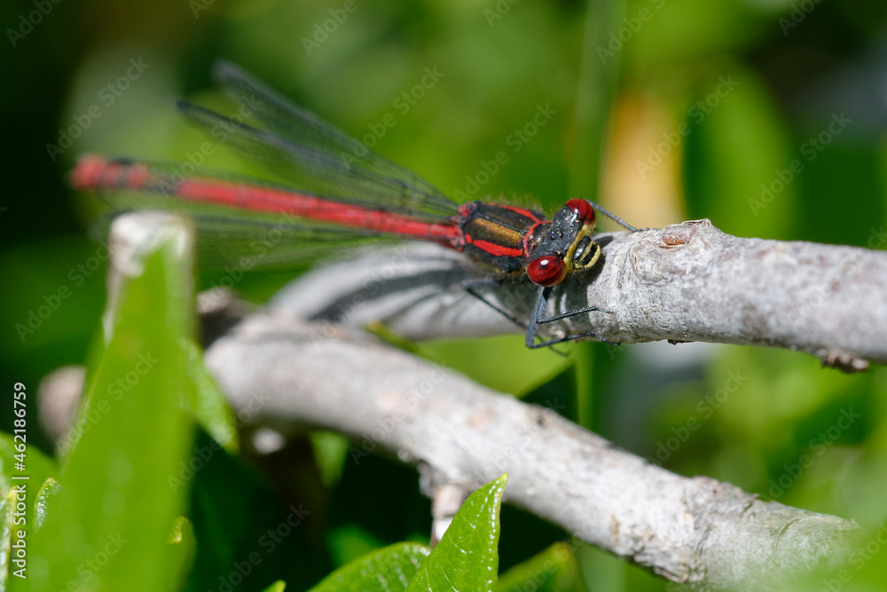 Large red damselfly (Pyrrhosoma nymphula) Large red damselfly (Pyrrhosoma nymphula)