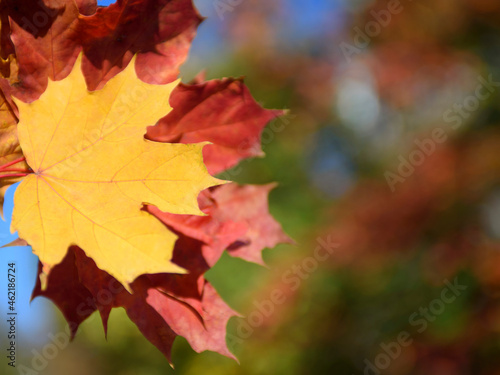Yellow maple leaves close up. Autumn background with place for text.