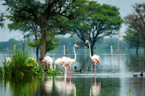 Billede på lærred nature scenery or natural painting by Greater flamingo flock or flamingos family