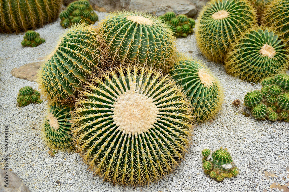 close-up side view of cactus, thorns, desert tree background