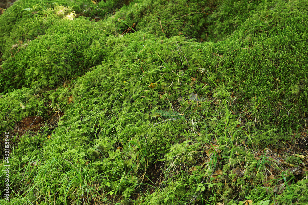Beautiful green moss on ground, closeup view