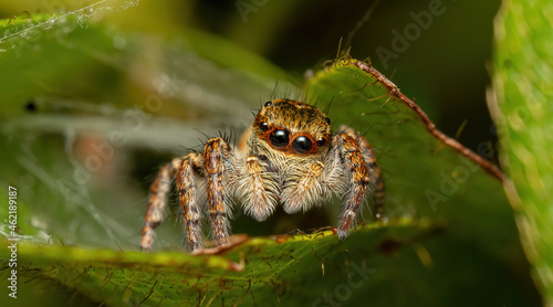 beautiful jumping spider looking at you from a leaf © Dangomushi