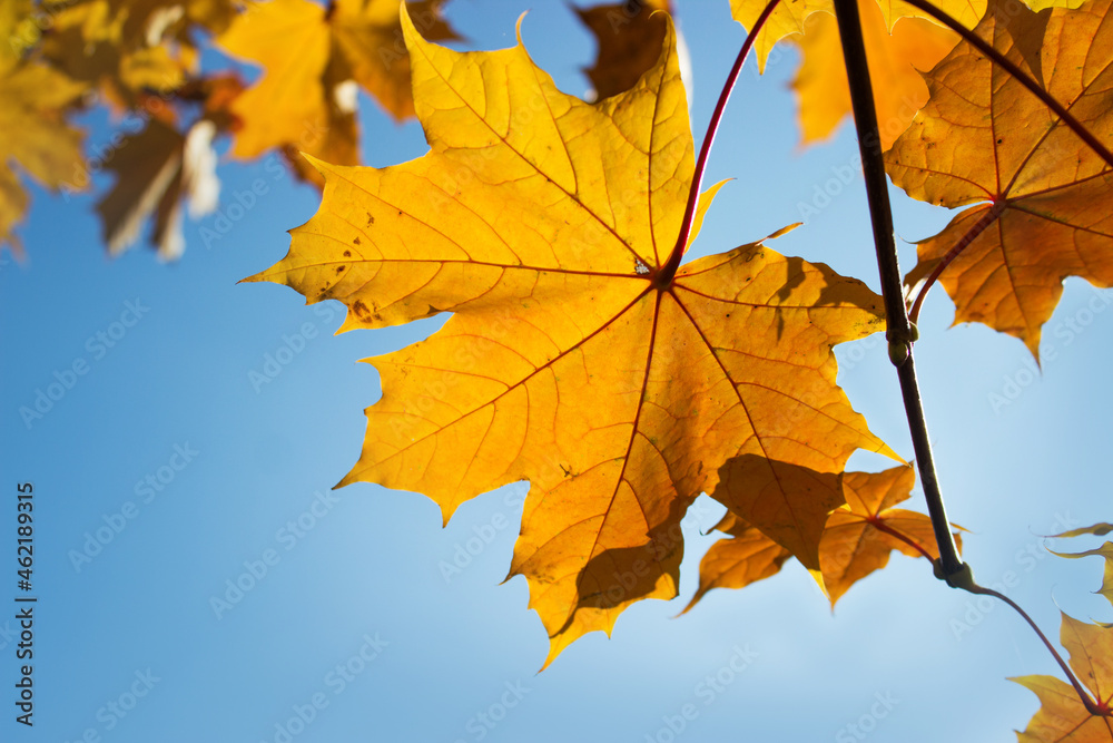 Golden maple leaf against a sunny blue sky in warm autumn. Amazing beautiful nature Golden maple leaf against a sunny blue sky in warm autumn. Amazing beautiful nature