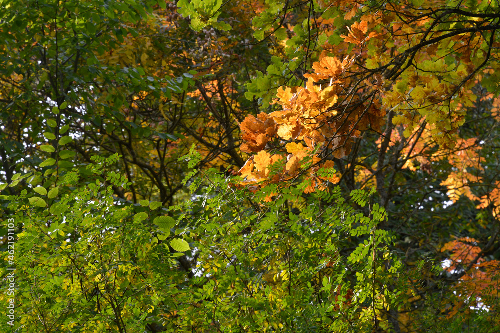 herbstfarben im park herbstfarben im park