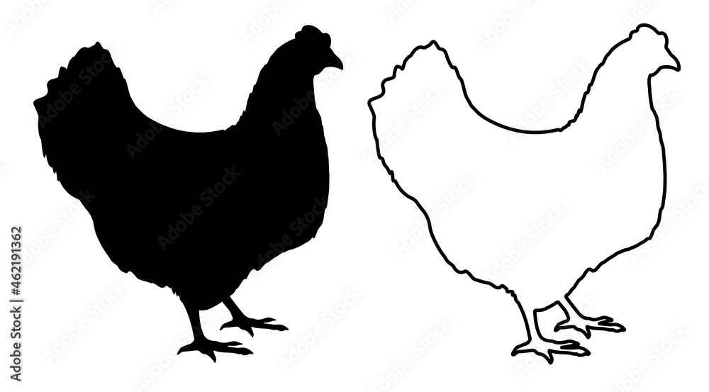 Linear icon. Homemade chicken. Farm bird laying eggs. Simple black and white vector isolated on white background Linear icon. Homemade chicken. Farm bird laying eggs. Simple black and white vector isolated on white background