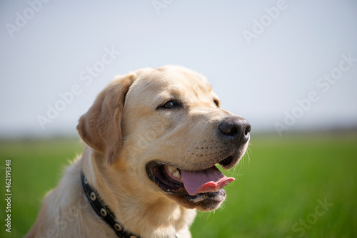 Active, smile and happy purebred labrador retriever dog outdoors in grass park on sunny summer day. © Zelma
