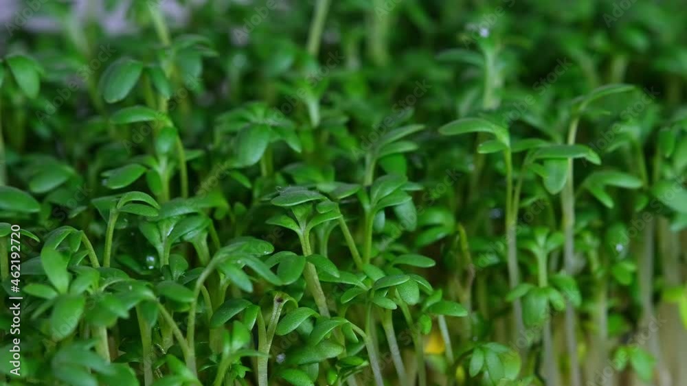 Fresh raw organic watercress sprouts on white background rotating close up Fresh raw organic watercress sprouts on white background rotating close up