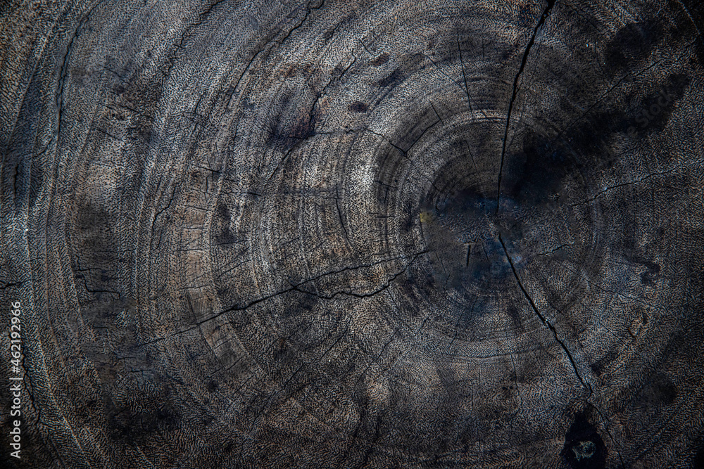 Fototapeta premium Black Wooden structural surface. Top view.