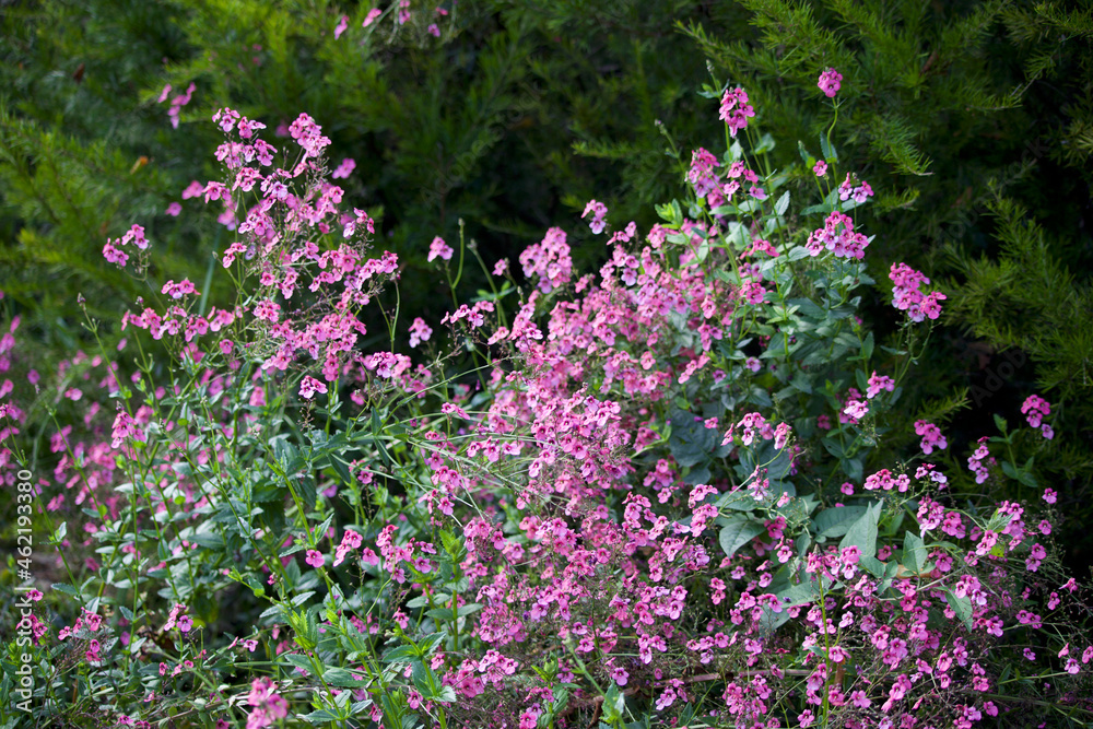 Pink Wild Flowers
