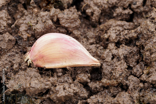 Garlic clove in the wet ground macro