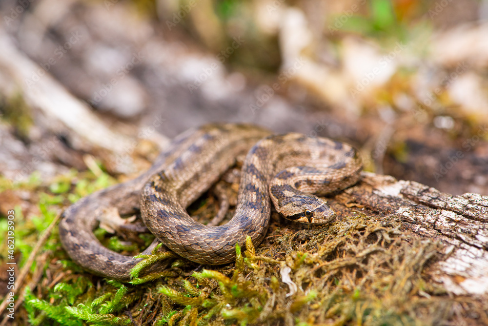 Fototapeta premium Coronelle girondine, couleuvre de Bordeaux