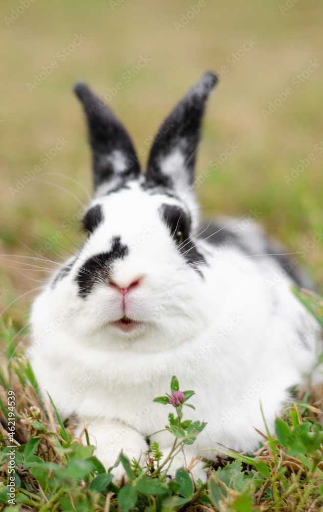 rabbit Girl with rabbit hare animals rabbit Girl with rabbit hare animals