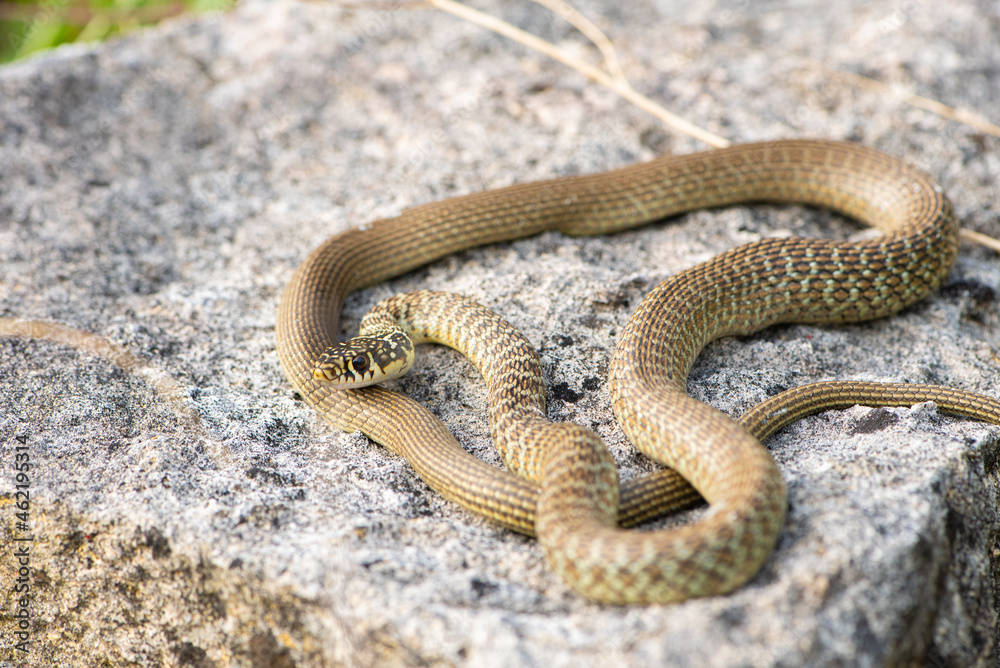 Fototapeta premium Couleuvre verte et jaune, Hierophis viridiflavus