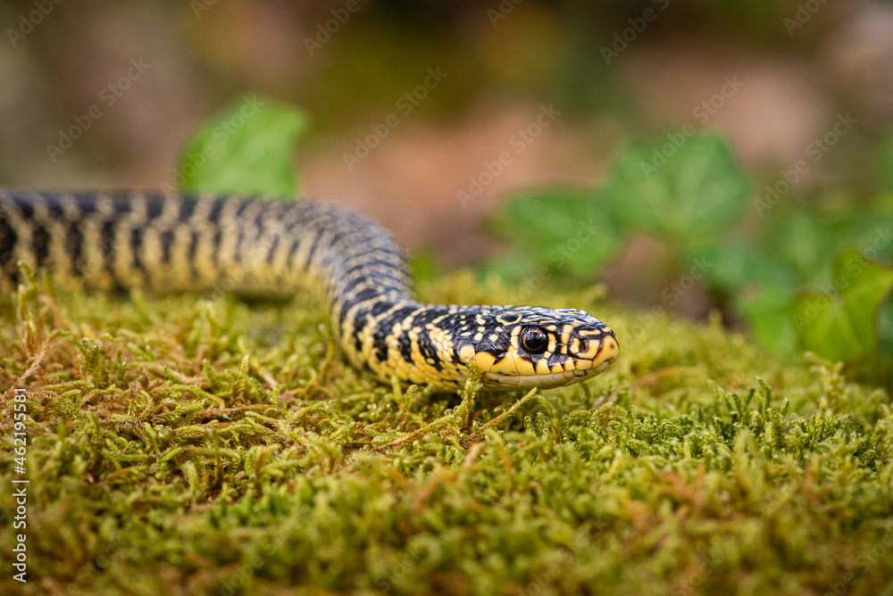 Fototapeta premium Couleuvre verte et jaune, Hierophis viridiflavus