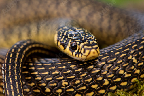 Couleuvre verte et jaune, Hierophis viridiflavus