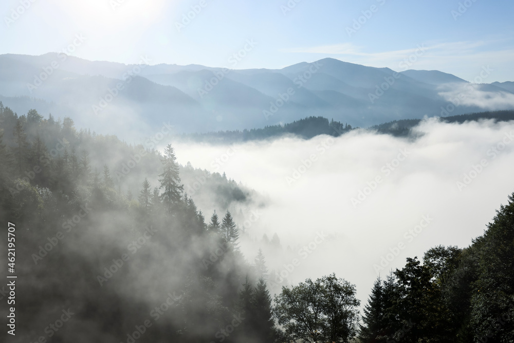 Picturesque view foggy forest in mountains on morning - obrazy, fototapety, plakaty 