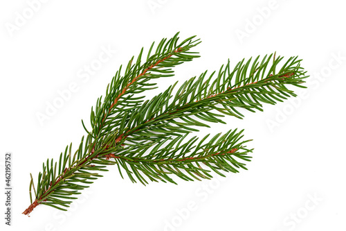 Branch of a Christmas tree isolated on a white background. Close-up