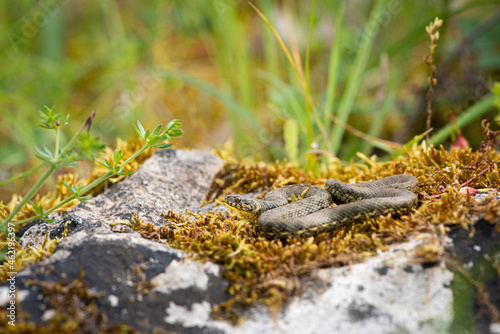 Couleuvre vipérine, Natrix maura © Florian
