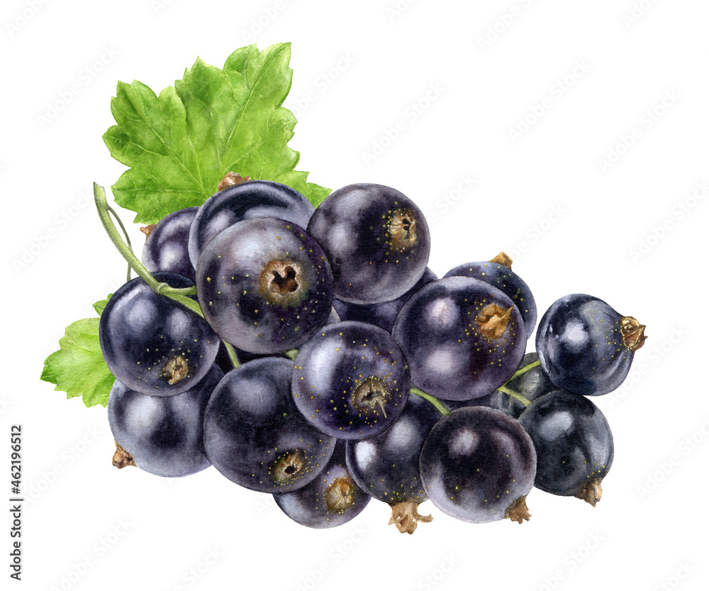 Black currant watercolor illustration isolated on white background Black currant watercolor illustration isolated on white background