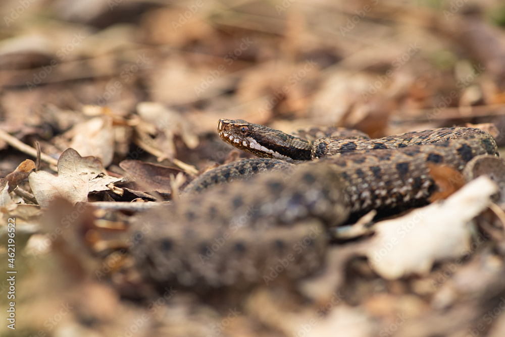 Fototapeta premium Vipère aspic, Vipera aspis