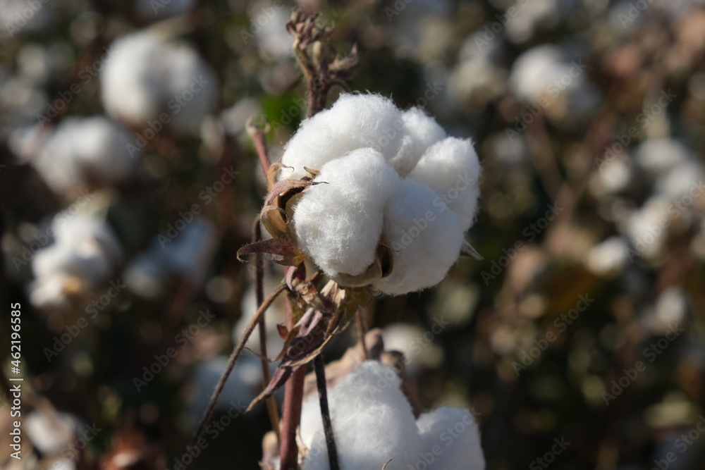 cotton,
white gold, cocoon, plant, field all together.