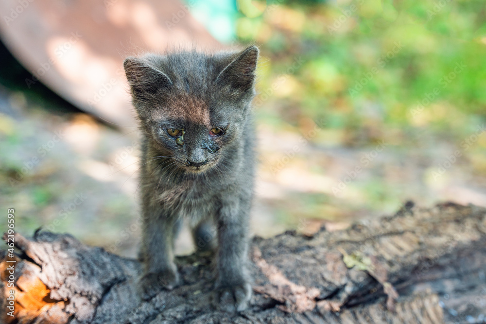 Small homeless sick gray kitten with sore eyes