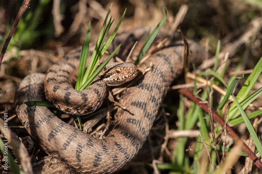 Fototapeta premium Vipère aspic, Vipera aspis