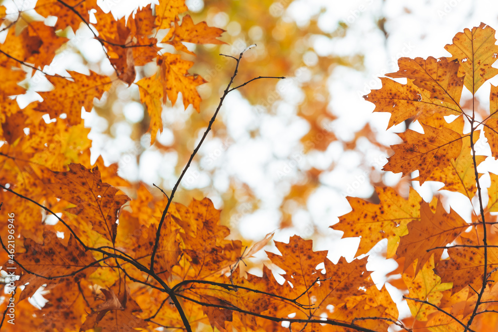 autumn season maple tree branches with yellow leaves autumn season maple tree branches with yellow leaves