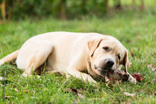 Labrador retriever dog eating