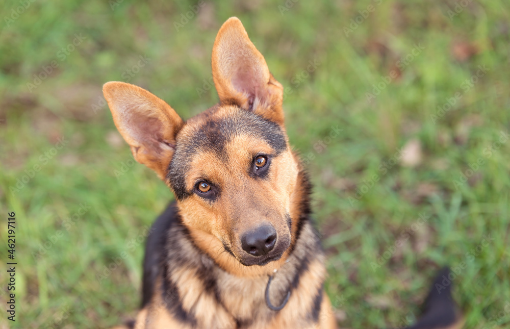 Photo of an adrable German Shepherd dog