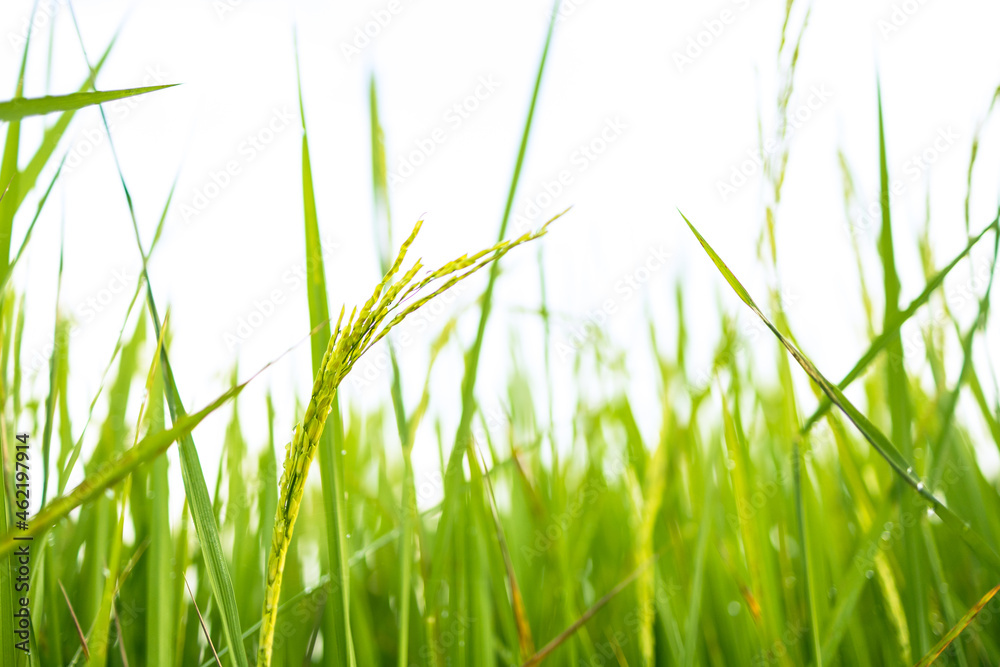 Fresh green rice fields in the fields are growing their grains on the leaves with dew drops
