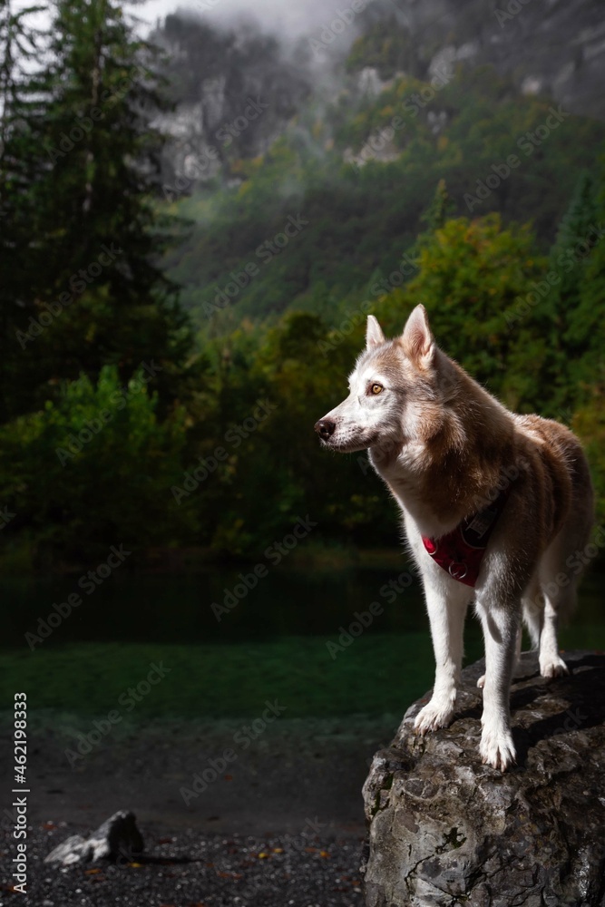 Husky - montagne - chien - lac