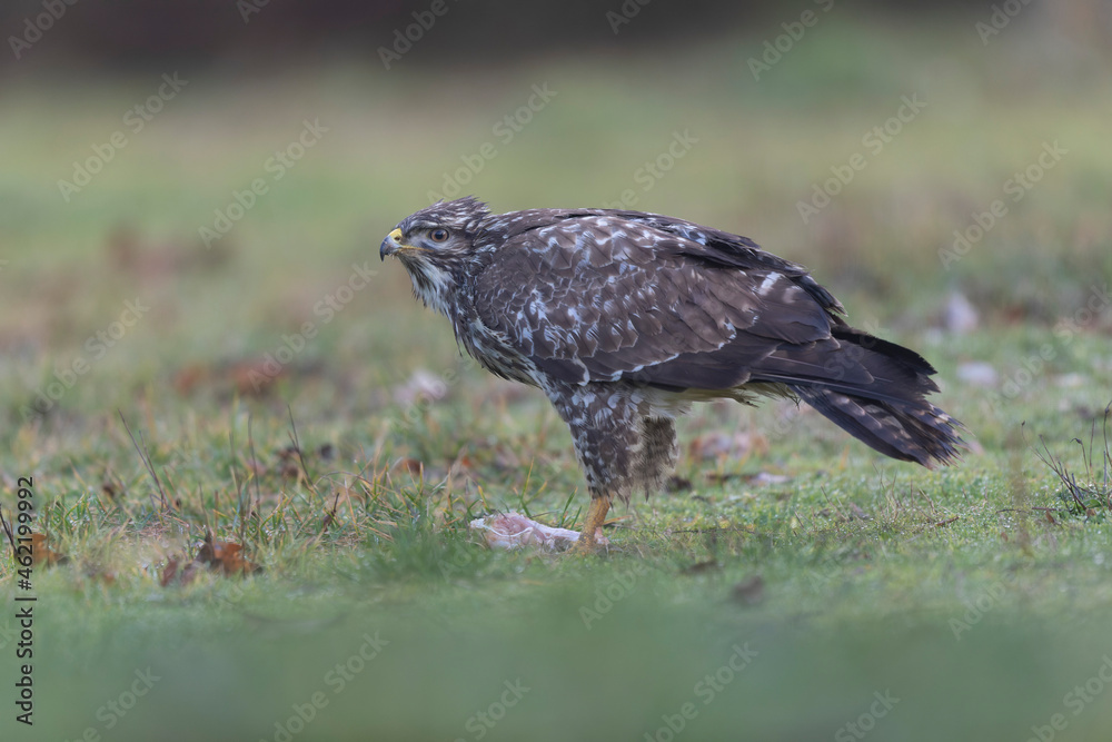 Fototapeta premium Common Buzzard Buteo buteo in close view
