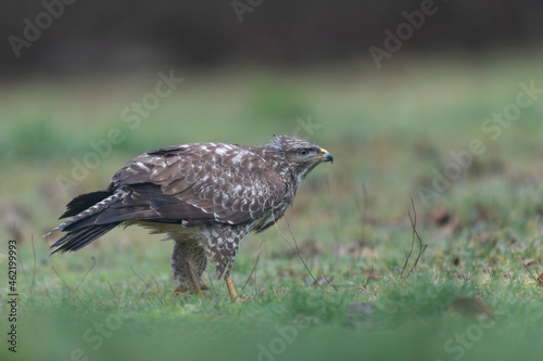 Common Buzzard Buteo buteo in close view