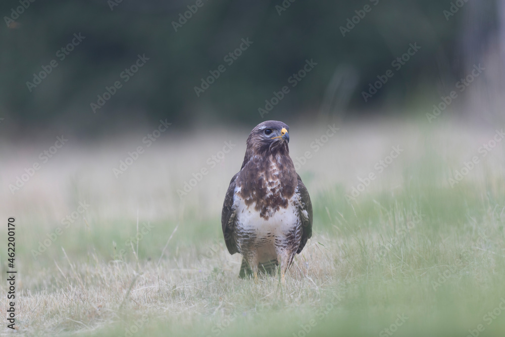 Obraz premium Common Buzzard Buteo buteo in close view