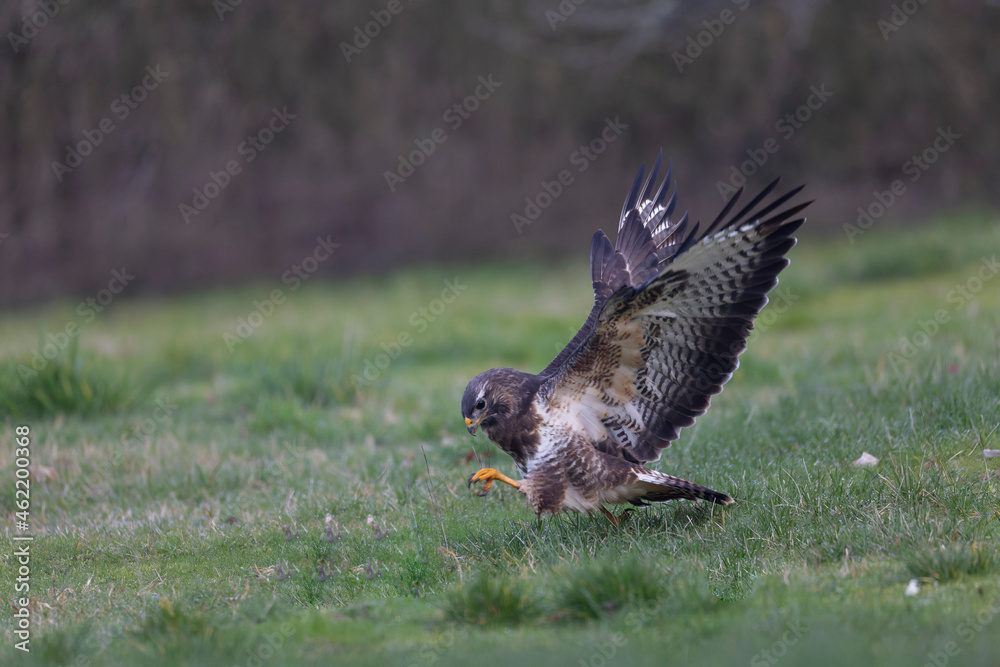 Common Buzzard Buteo buteo in close view Common Buzzard Buteo buteo in close view