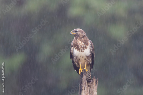Common Buzzard Buteo buteo in close view