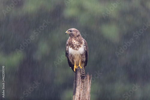 Photos Common Buzzard Buteo buteo in close view