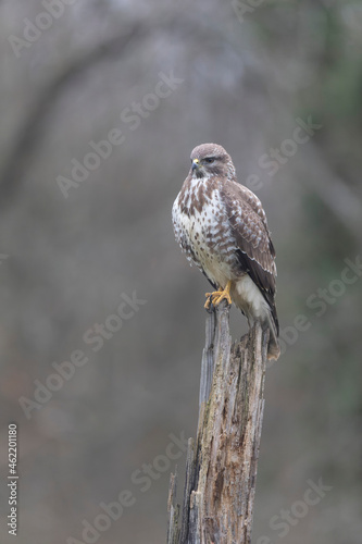 Common Buzzard Buteo buteo in close view