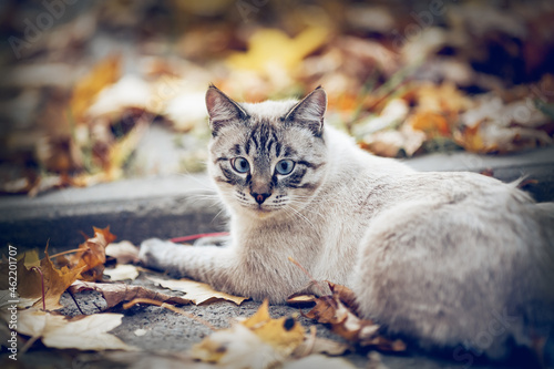 Portrait of a Thai cat in nature. A Thai cat walks in autumn leaves. Cat and autumn.