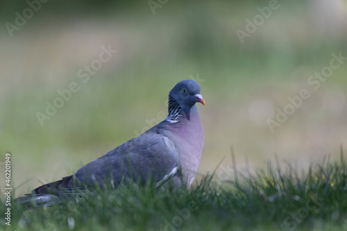 Wood pigeon Columba palumbus in close view perched or on ground