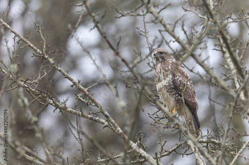 Common Buzzard Buteo buteo in close view