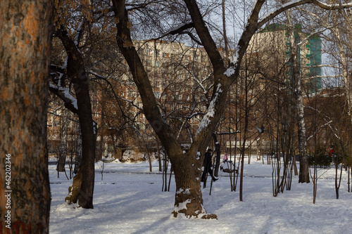 trees in winter